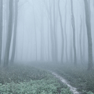 foggy woods