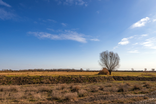 Lonely bare tree in farm field against blue sky