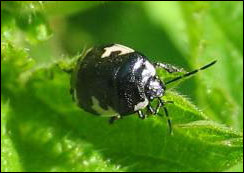 Black bug on a leaf