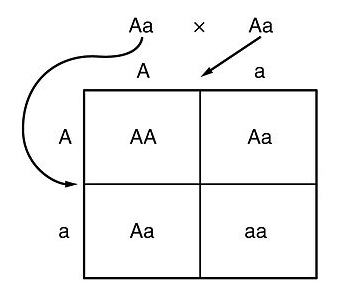Generation 2 Punnett square