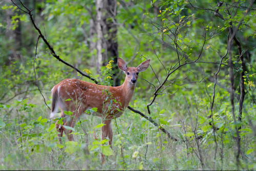 White-tailed deer fawn (Odocoileus virginianus) in the forest in Canada
