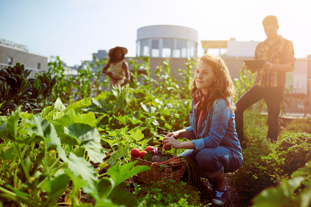 People harvesting fresh vegetables from a rooftop greenhouse garden