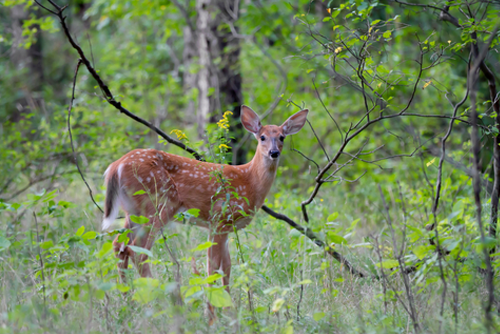 White-tailed deer fawn (Odocoileus virginianus) in the forest in Canada.
