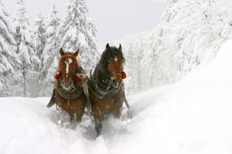 two horses pull a sleigh in heavy snow