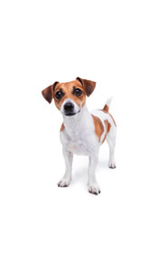 1.85 to 3 proportion