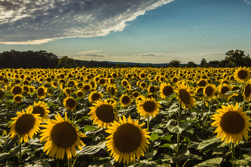 Wide Angle Sun Flower Field