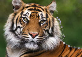 A tiger with a selection path that doesn't properly outline its fur.