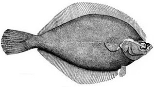 Drawing of a large fish