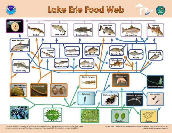 Food Web