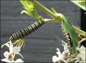 Monarch butterfly caterpillars eating leaves