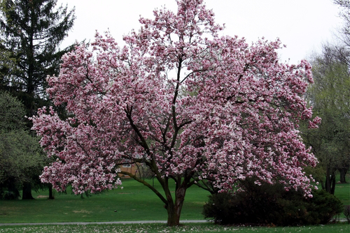 Full magnolia tree in bloom