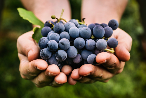 Grapes harvest. Farmer's hands with freshly harvested black grapes.