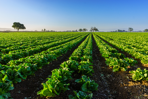 Californian farm, organic farming in California.