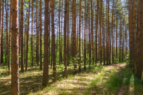 A 40-year-old reforested plot of land