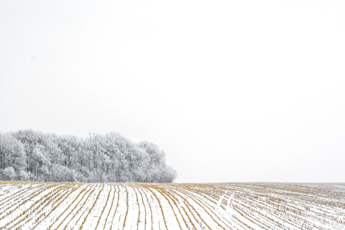 The snow-covered agricultural field. 