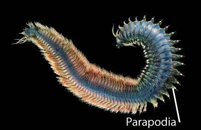 By Alexander Semenov (originally posted to Flickr as Metallic snake) [CC-BY-2.0 (http://creativecommons.org/licenses/by/2.0)], via Wikimedia Commons