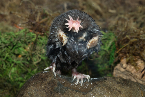 Star-nosed mole in Minnesota Agnieszka Bacal.