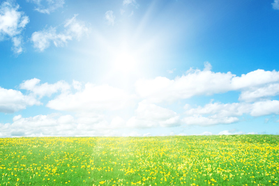 field with sun shining