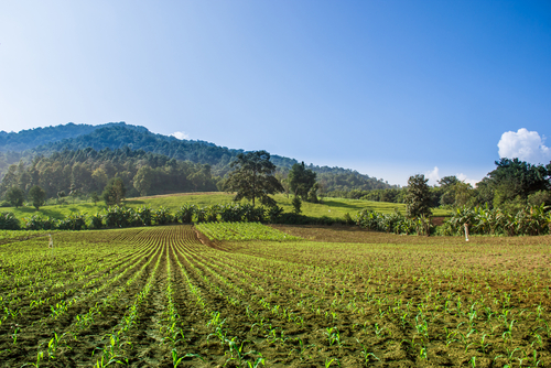 Image of a corn hill farm area.