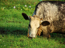 cow eating grass