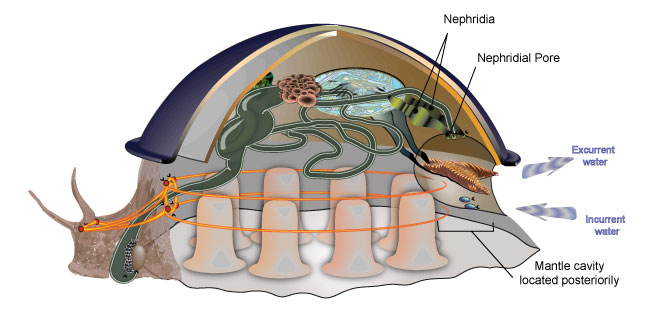 By KDS444 (Own work) [CC-BY-SA-3.0 (http://creativecommons.org/licenses/by-sa/3.0)], via Wikimedia Commons