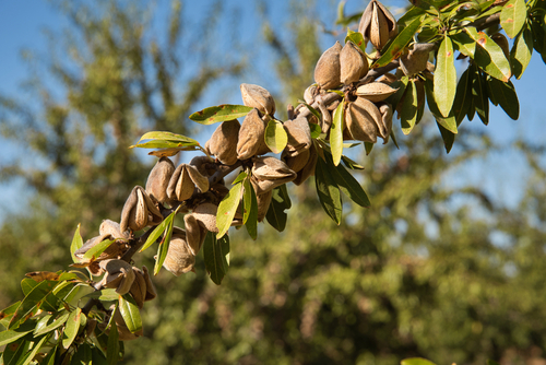 Almond tree with many almonds.