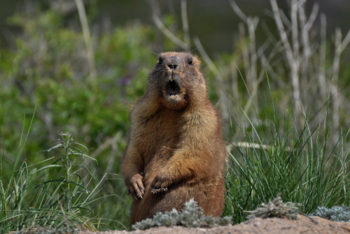 The curious groundhog left hibernation.