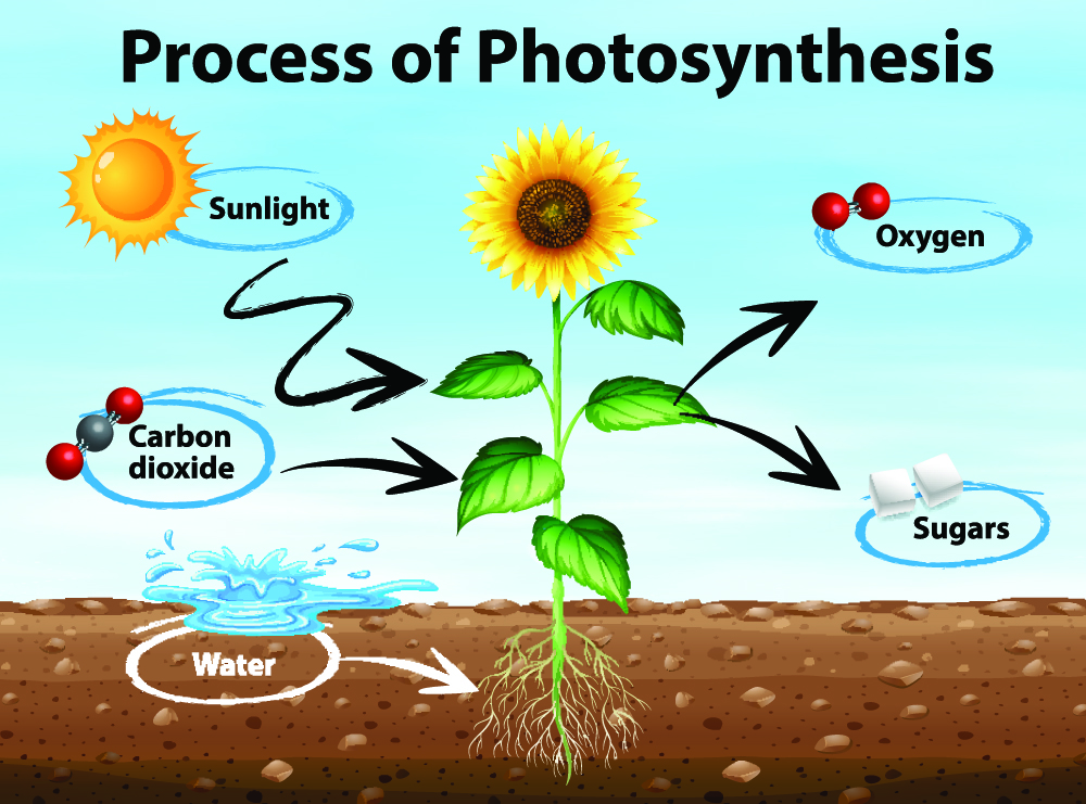 ALTTEXT: Enter key opens full-screen view with caption; escape key exits full screen.