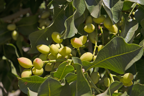 Pistachio nuts growing on a tree in an orchard in central California growing region
