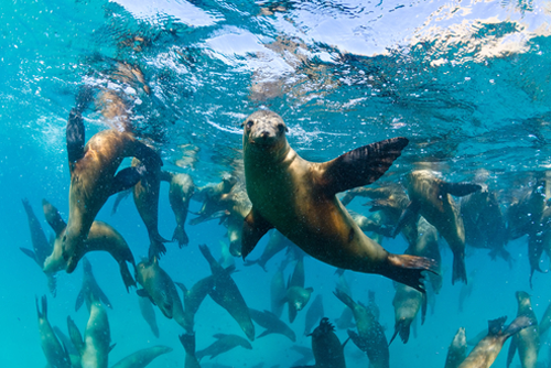 The Californian sea lions of Mexico's Baja California