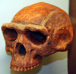 Homo Erectus Skull