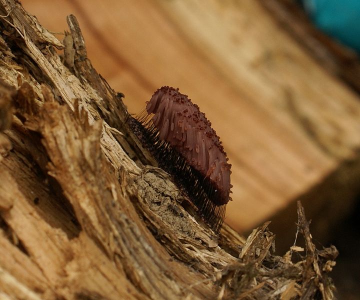 By Farnishk (Own work) [CC-BY-SA-3.0 (http://creativecommons.org/licenses/by-sa/3.0)], via Wikimedia Commons