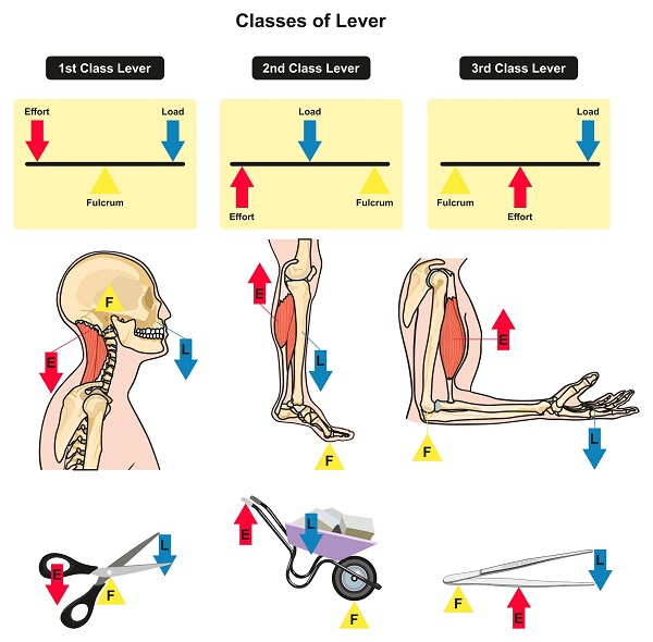 Classes of Lever infographic diagram showing parts and types including fulcrum load and effort with examples