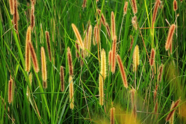 wild grass