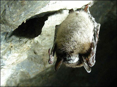 Little brown bat in cave.