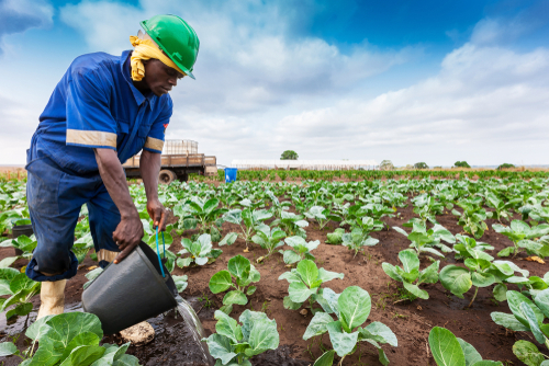 African farmer to watering plantation.