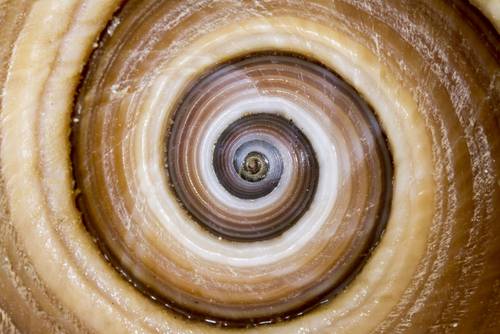 Sea shell detail spiral