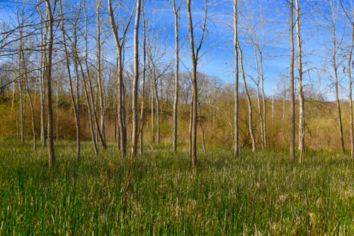 Scenic landscape of an unusual horsetail fern meadow with bigtooth aspen trees.