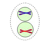 Telophase I and Cytokinesis