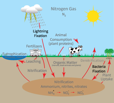 Nitrogen Fixation