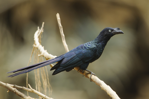 A Smooth-Billed Ani sitting on a branch