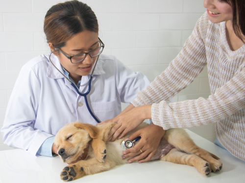 Closeup of dog with female veterinarian in clinic