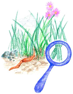 observation of the world around us