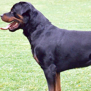 Rottweiler