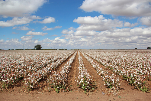 Rows of Cotton Crops on Texas Farm