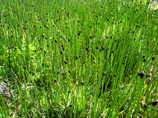 Martyn Gorman [CC-BY-SA-2.0 (http://creativecommons.org/licenses/by-sa/2.0)], via Wikimedia Commons