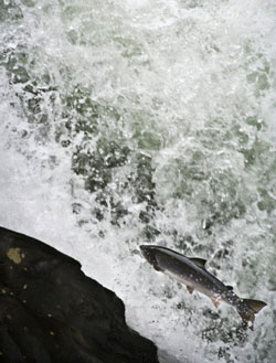 leaping salmon