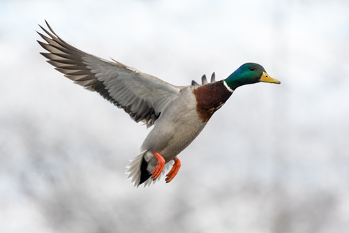 Male Mallard Landing