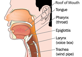 Swallowing requires the coordination of many structures in the mouth and throat.