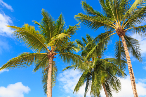 Three palm trees against a blue sky.